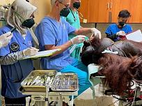Click image for larger version

Name:	Cambridge vet uses dentistry skills at orangutan rescue and rehabilitation centre (1).jpg
Views:	3747
Size:	120.1 KB
ID:	62183