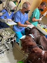 Click image for larger version

Name:	Cambridge vet uses dentistry skills at orangutan rescue and rehabilitation centre.jpg
Views:	48
Size:	127.2 KB
ID:	62184